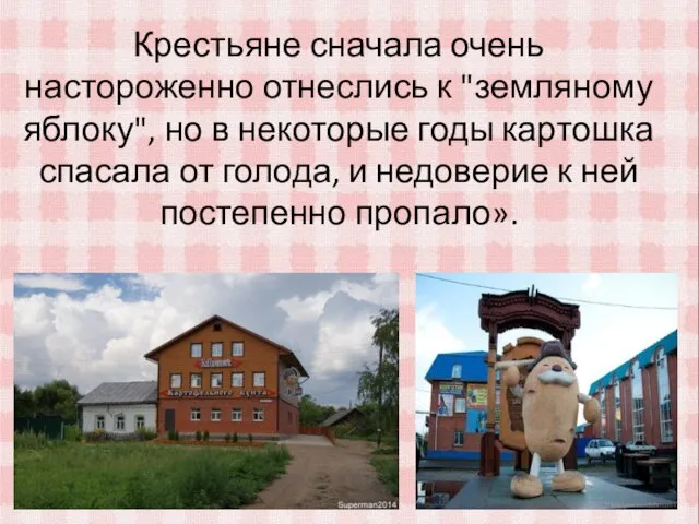 Крестьяне сначала очень настороженно отнеслись к "земляному яблоку", но в некоторые годы картошка