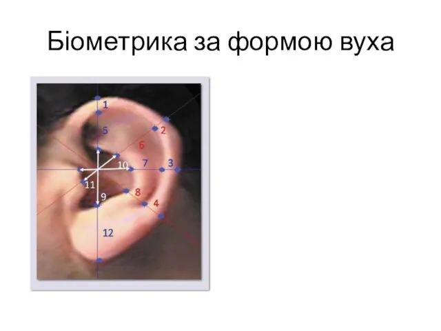 Біометрика за формою вуха