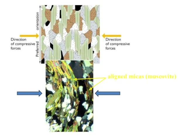 aligned micas (muscovite)