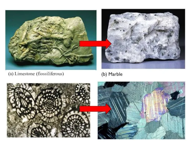 (a) Limestone (fiossiliferous)
