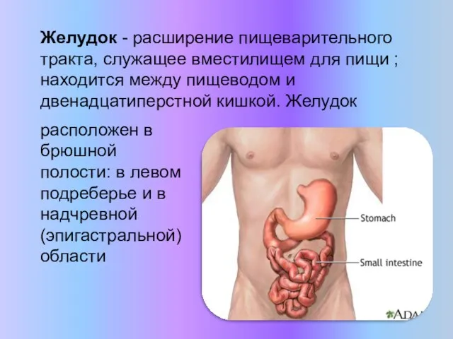 Желудок - расширение пищеварительного тракта, служащее вместилищем для пищи ;