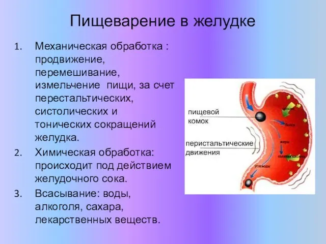 Пищеварение в желудке Механическая обработка : продвижение, перемешивание, измельчение пищи,