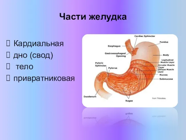 Части желудка Кардиальная дно (свод) тело привратниковая