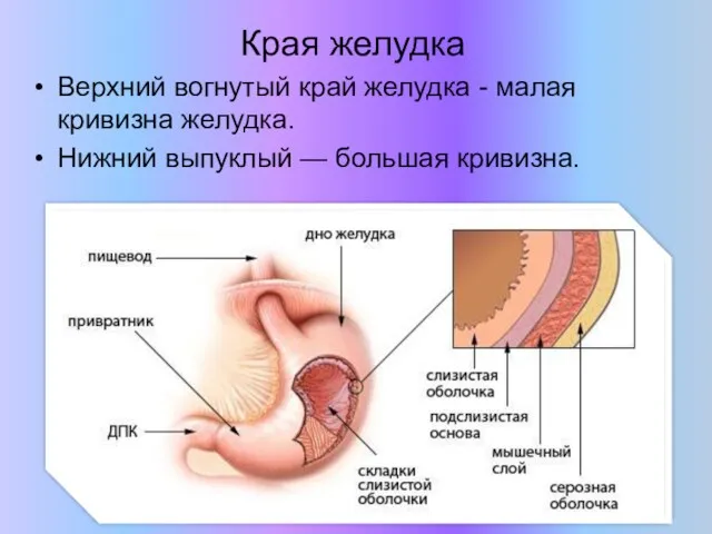 Края желудка Верхний вогнутый край желудка - малая кривизна желудка. Нижний выпуклый — большая кривизна.