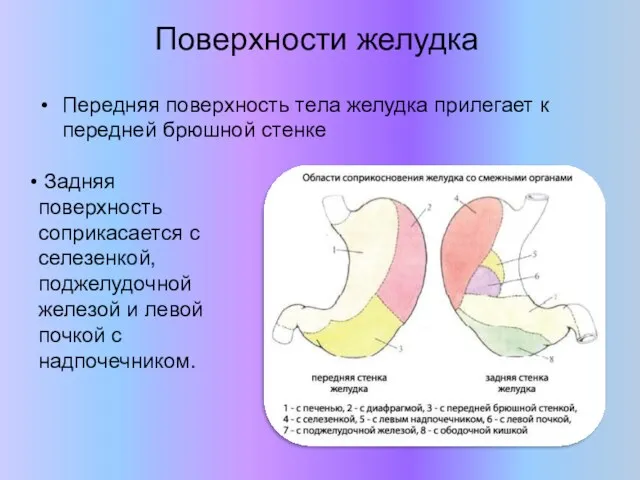 Поверхности желудка Передняя поверхность тела желудка прилегает к передней брюшной