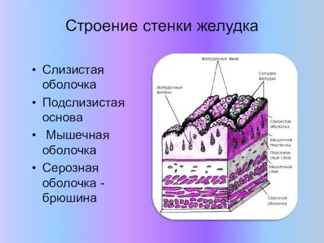 Строение стенки желудка Слизистая оболочка Подслизистая основа Мышечная оболочка Серозная оболочка -брюшина