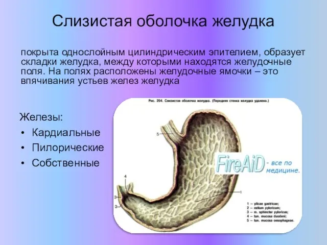 Слизистая оболочка желудка покрыта однослойным цилиндрическим эпителием, образует складки желудка,