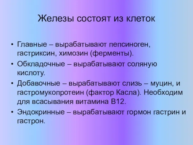 Железы состоят из клеток Главные – вырабатывают пепсиноген, гастриксин, химозин