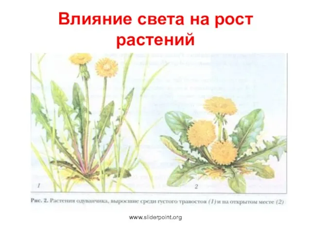 Влияние света на рост растений www.sliderpoint.org