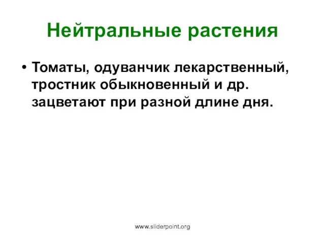 Нейтральные растения Томаты, одуванчик лекарственный, тростник обыкновенный и др. зацветают при разной длине дня. www.sliderpoint.org