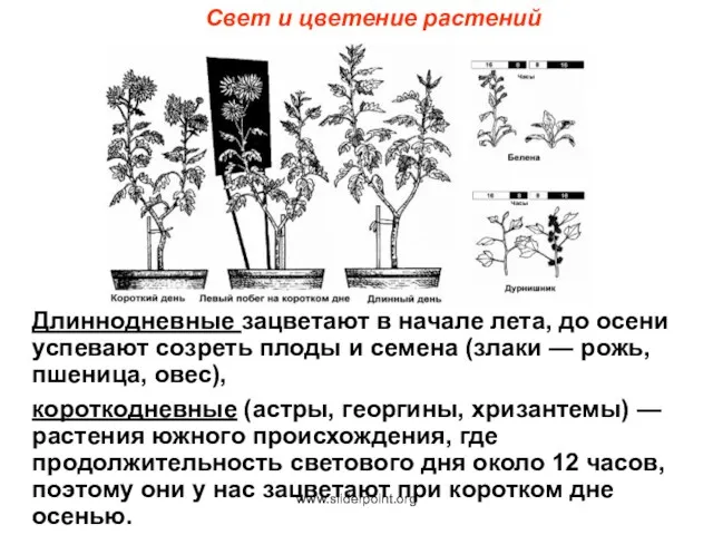 Свет и цветение растений Длиннодневные зацветают в начале лета, до