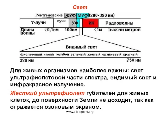 Свет Для живых организмов наиболее важны: свет ультрафиолетовой части спектра,