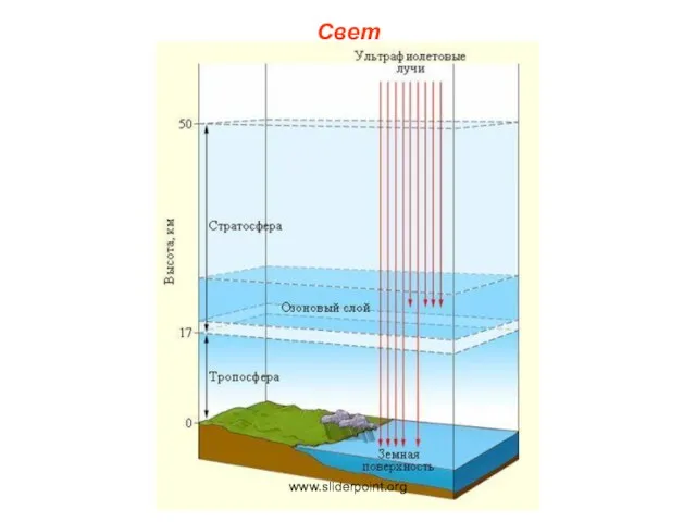 Свет www.sliderpoint.org