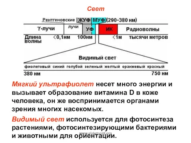 Свет Мягкий ультрафиолет несет много энергии и вызывает образование витамина