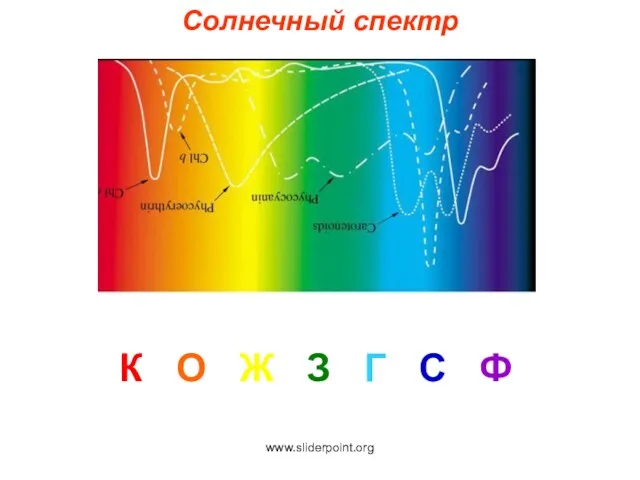 Солнечный спектр К О Ж З Г С Ф www.sliderpoint.org