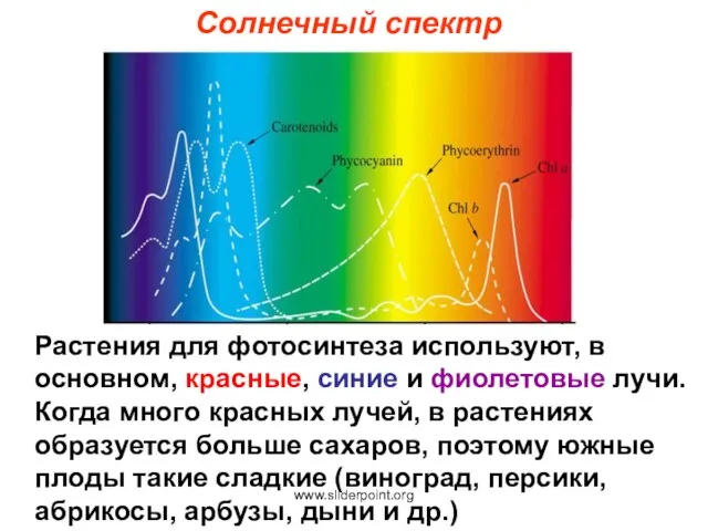 Солнечный спектр Растения для фотосинтеза используют, в основном, красные, синие