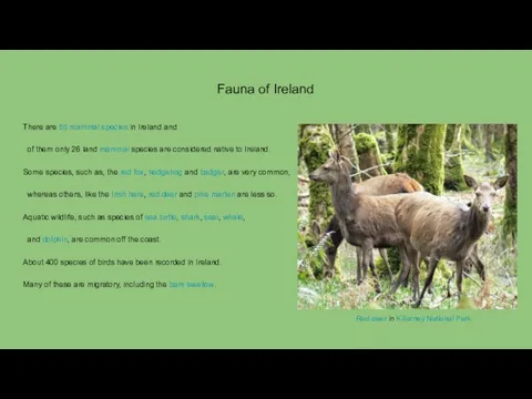 Fauna of Ireland There are 55 mammal species in Ireland