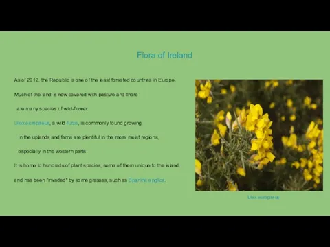 Flora of Ireland As of 2012, the Republic is one