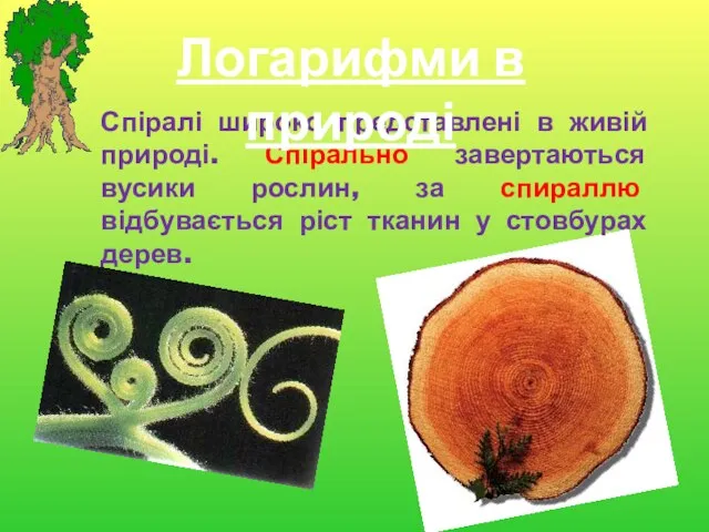 Спіралі широко представлені в живій природі. Спірально завертаються вусики рослин,