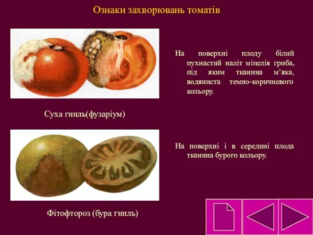 Ознаки захворювань томатів На поверхні плоду білий пухнастий наліт міцелія