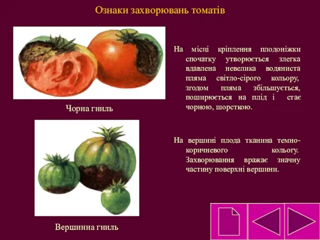 Ознаки захворювань томатів На місці кріплення плодоніжки спочатку утворюється злегка