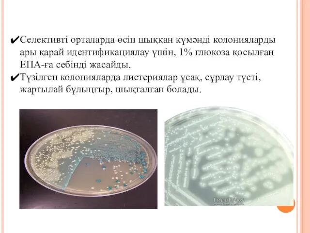 Селективті орталарда өсіп шыққан күмәнді колонияларды ары қарай идентификациялау үшін,