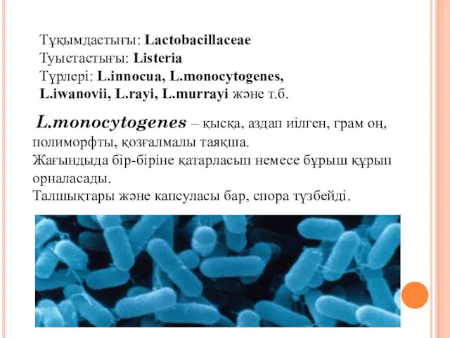 Тұқымдастығы: Lactobacillaceae Туыстастығы: Listeria Түрлері: L.innocua, L.monocytogenes, L.iwanovii, L.rayi, L.murrayi