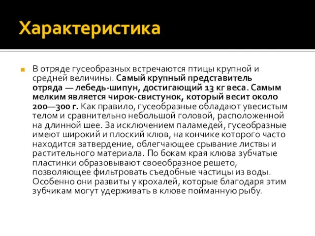 Характеристика В отряде гусеобразных встречаются птицы крупной и средней величины.