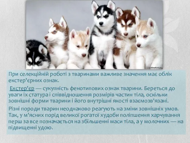 При селекційній роботі з тваринами важливе значення має облік екстер'єрних ознак. Екстер'єр —
