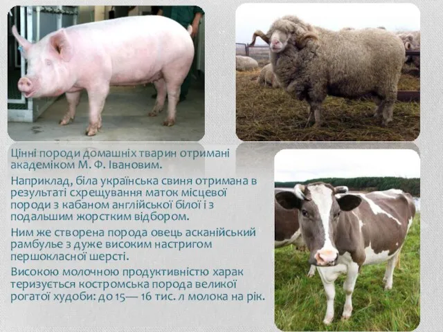 Цінні породи домашніх тварин отримані академіком М. Ф. Івановим. Наприклад, біла українська свиня