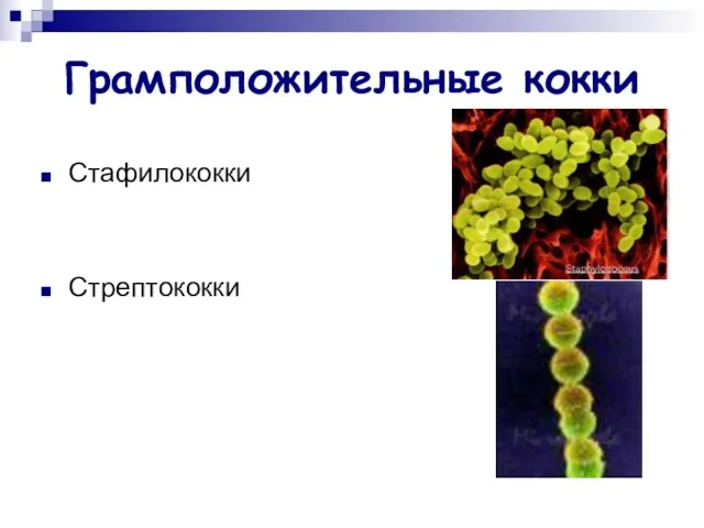 Грамположительные кокки Стафилококки Стрептококки