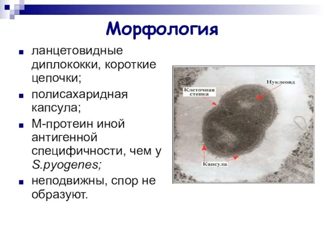 Морфология ланцетовидные диплококки, короткие цепочки; полисахаридная капсула; М-протеин иной антигенной