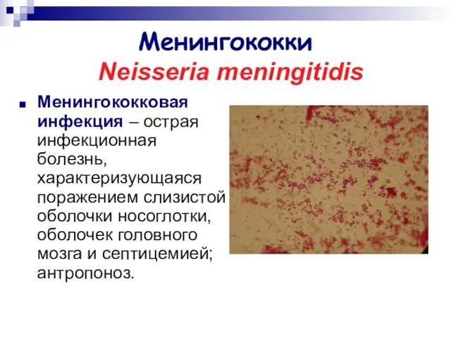 Менингококки Neisseria meningitidis Менингококковая инфекция – острая инфекционная болезнь, характеризующаяся поражением слизистой оболочки