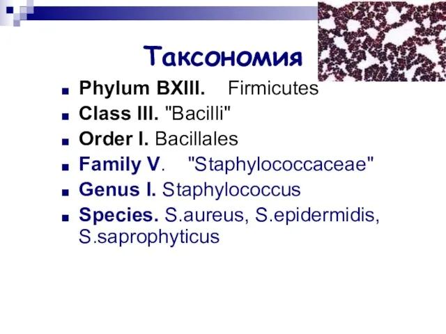 Таксономия Phylum BXIII. Firmicutes Class III. "Bacilli" Order I. Bacillales Family V. "Staphylococcaceae"