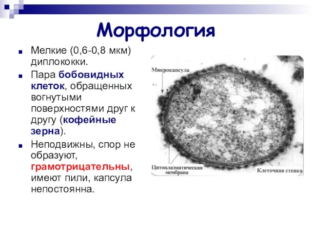 Морфология Мелкие (0,6-0,8 мкм) диплококки. Пара бобовидных клеток, обращенных вогнутыми поверхностями друг к