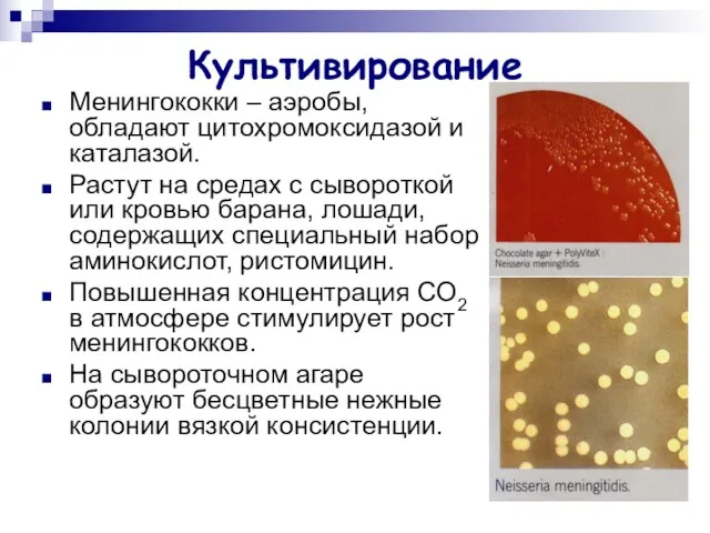 Культивирование Менингококки – аэробы, обладают цитохромоксидазой и каталазой. Растут на средах с сывороткой