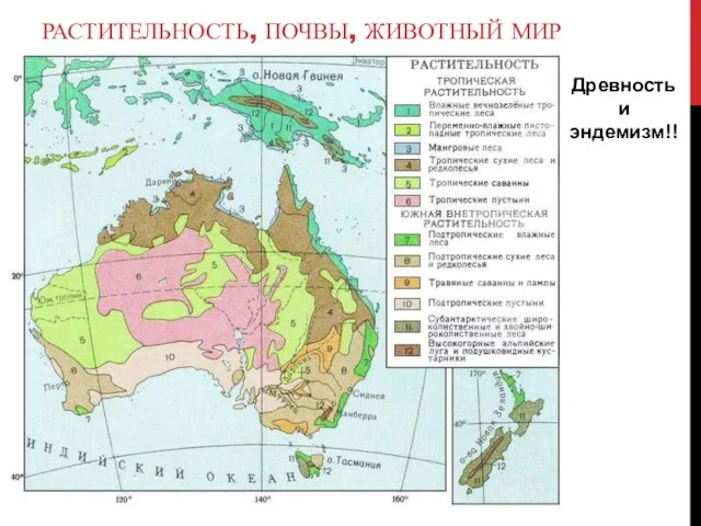 РАСТИТЕЛЬНОСТЬ, ПОЧВЫ, ЖИВОТНЫЙ МИР Древность и эндемизм!!