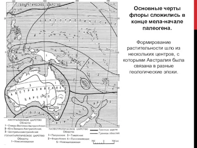 Основные черты флоры сложились в конце мела-начале палеогена. Формирование растительности