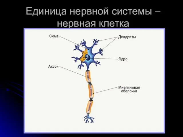 Единица нервной системы – нервная клетка