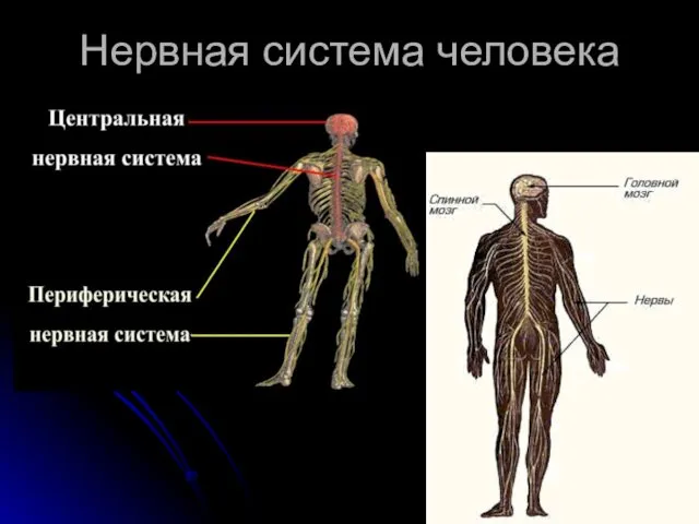 Нервная система человека