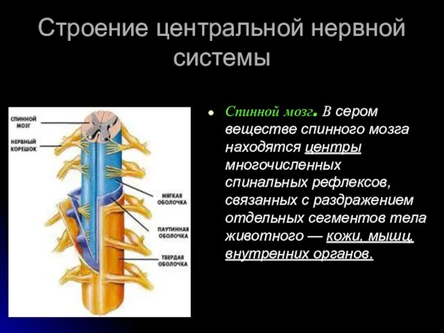 Строение центральной нервной системы Спинной мозг. В сером веществе спинного