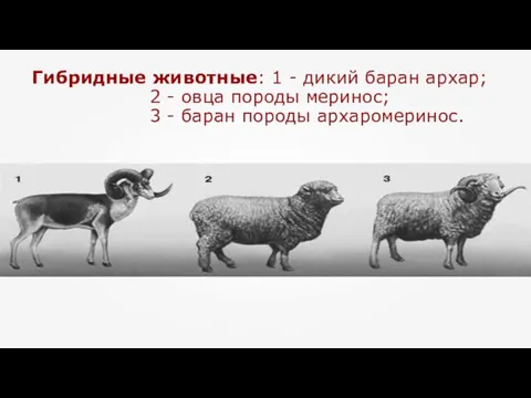 Гибридные животные: 1 - дикий баран архар; 2 - овца