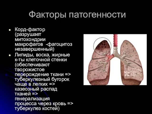 Факторы патогенности Корд-фактор (разрушает митохондрии макрофагов -фагоцитоз незавершенный) Липиды, воска,