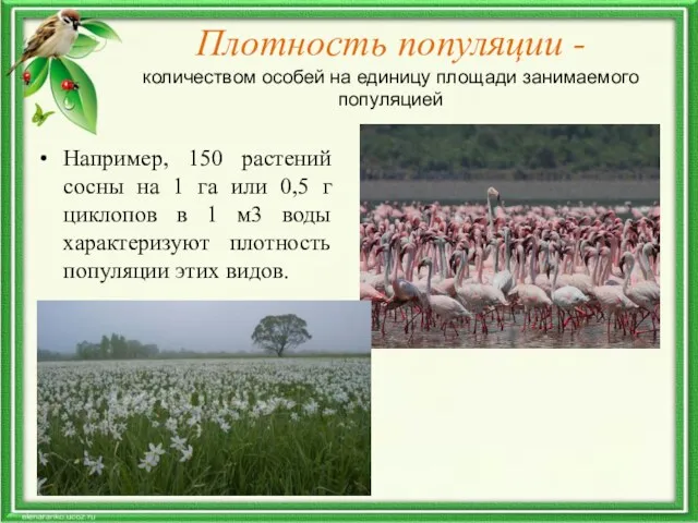 Плотность популяции - количеством особей на единицу площади занимаемого популяцией