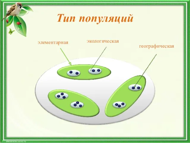 Тип популяций элементарная экологическая географическая