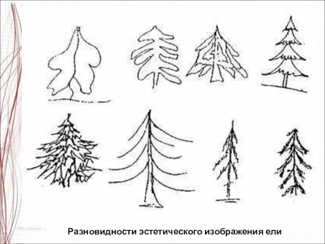 Разновидности эстетического изображения ели