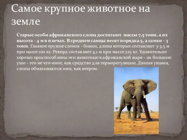 Старые особи африканского слона достигают массы 7,5 тонн, а их высота - 4