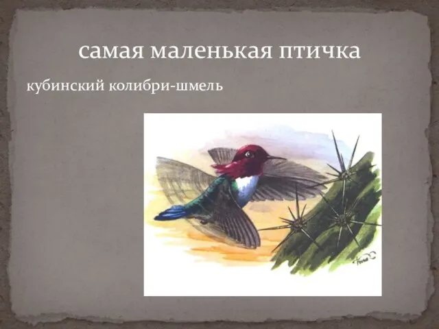 кубинский колибри-шмель самая маленькая птичка