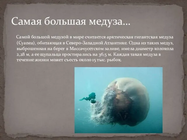 Самой большой медузой в мире считается арктическая гигантская медуза (Cyanea), обитающая в Северо-Западной