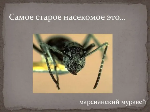 Самое старое насекомое это… марсианский муравей